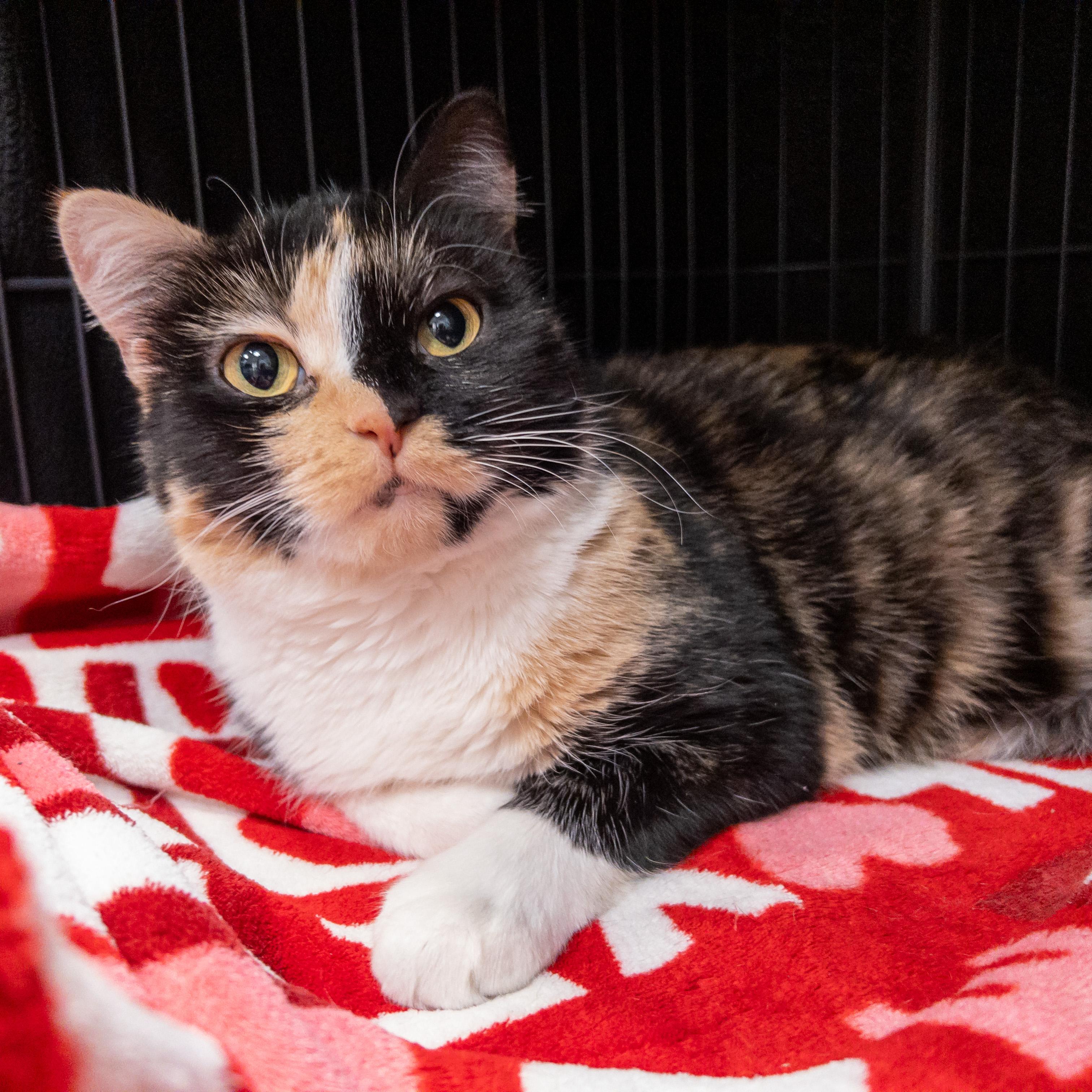 Madonna, a ADOPTABLE Domestic Short Hair in Overland Park, KS image 2/2