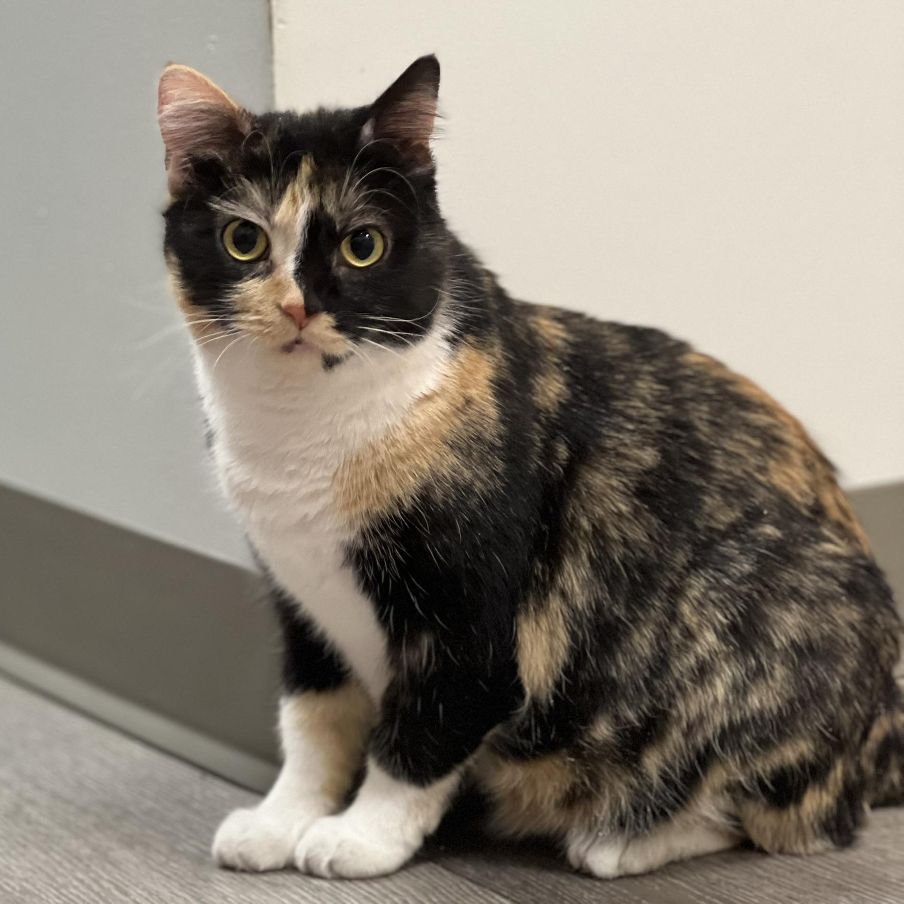 Madonna, a ADOPTABLE Domestic Short Hair in Overland Park, KS image 1/2