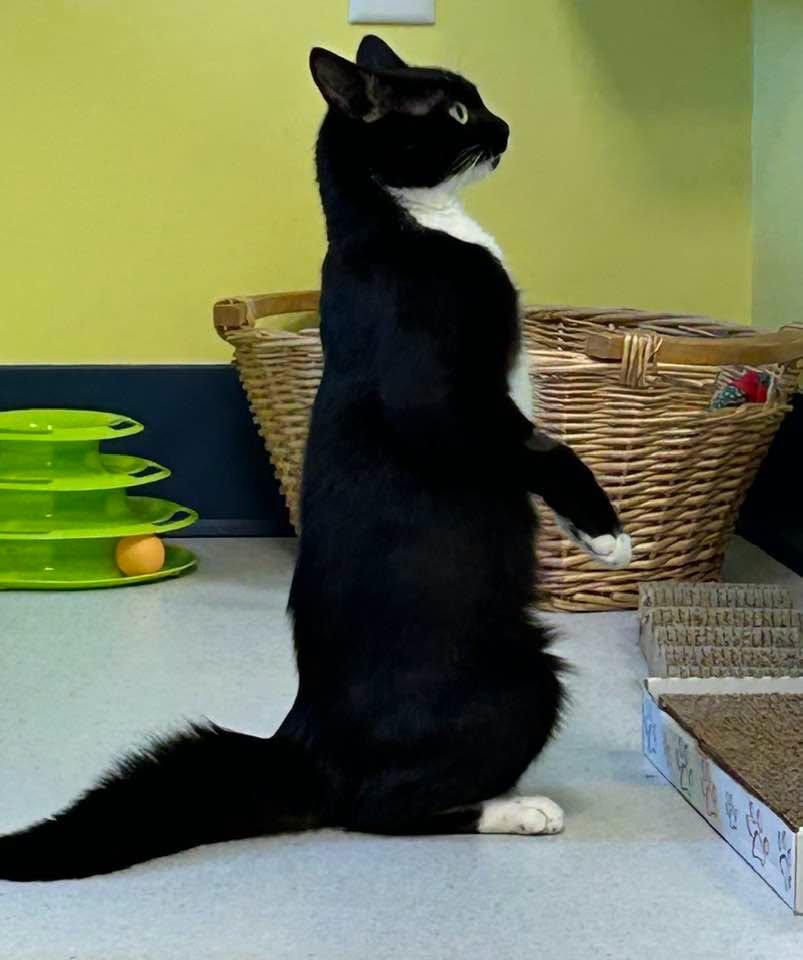 Enlarge Susie Q, a ADOPTABLE Domestic Short Hair in Milton, MA image 2/2