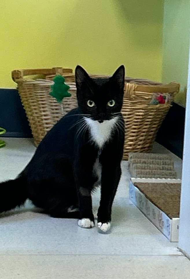 Susie Q, ADOPTABLE, Adult Female Domestic Short Hair.
