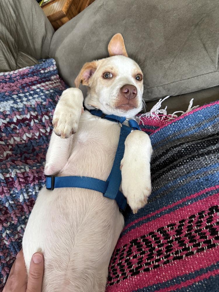 Radagast, Adoptable, Puppy Male Mixed Breed.