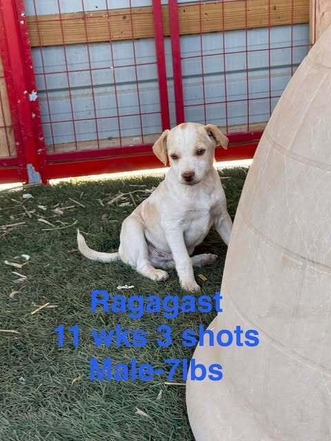 Radagast, Adoptable, Puppy Male Mixed Breed.