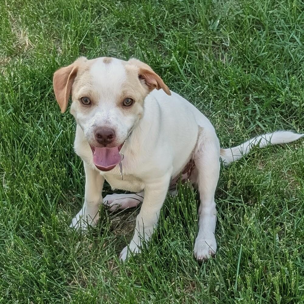 Radagast, a Adoptable mixed breed in Waunakee, WI image 2/4