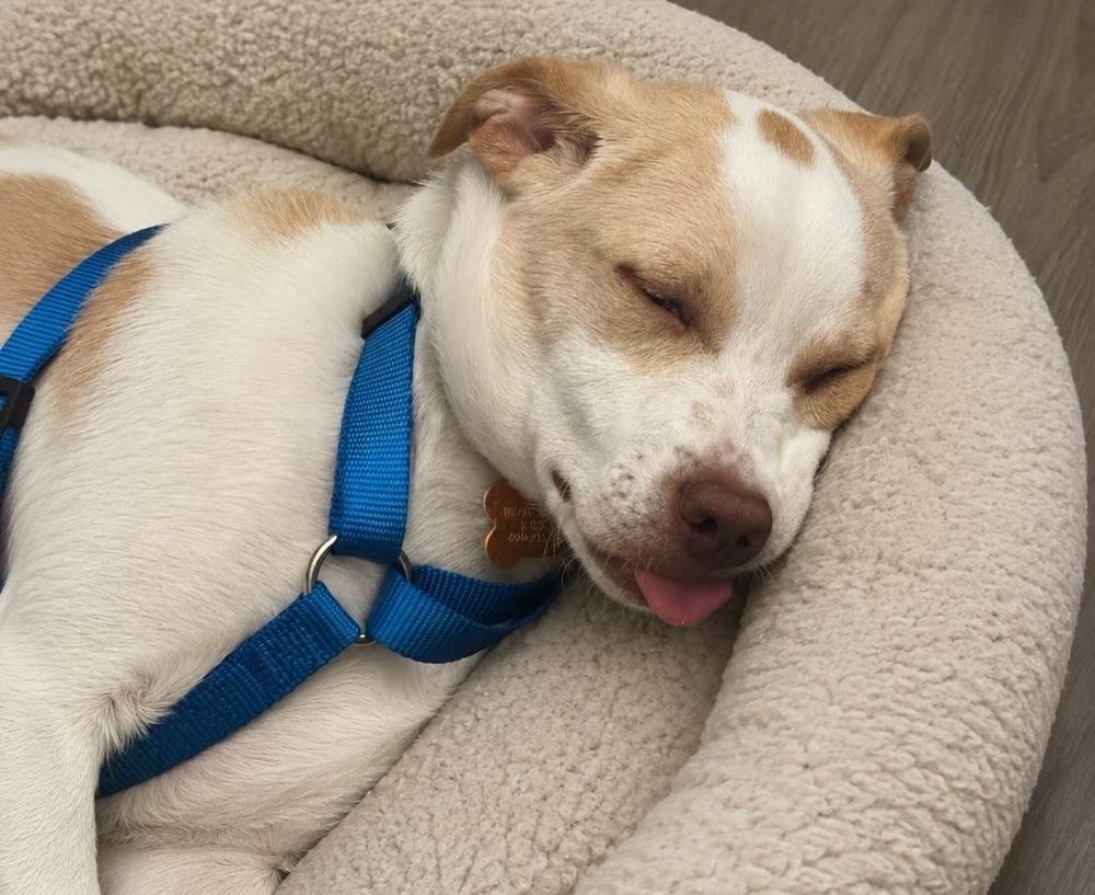 Radagast, a Adoptable mixed breed in Waunakee, WI image 3/6