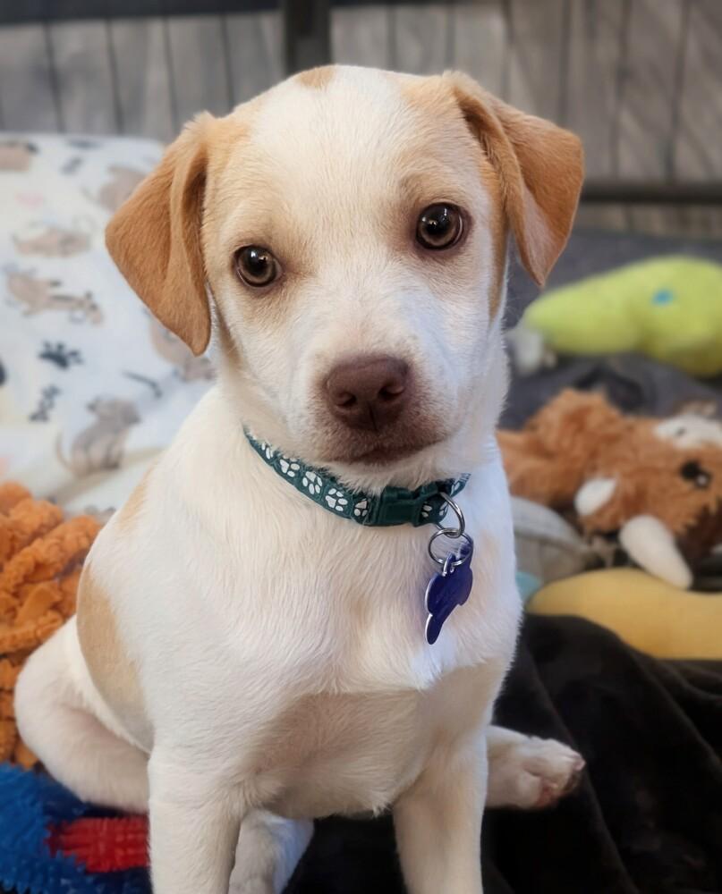 Radagast, a Adoptable mixed breed in Waunakee, WI image 3/4