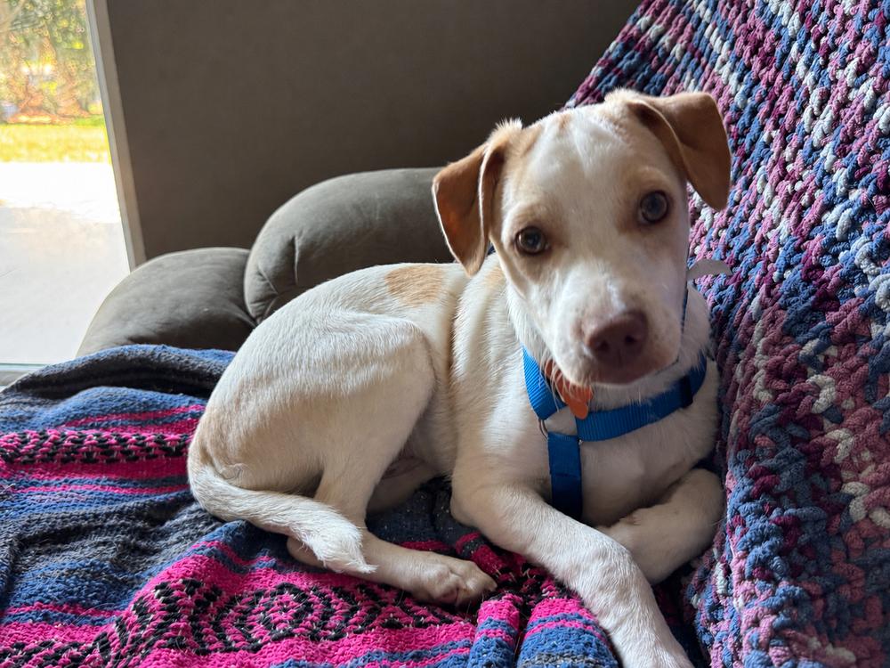 Radagast, a Adoptable mixed breed in Waunakee, WI image 5/6