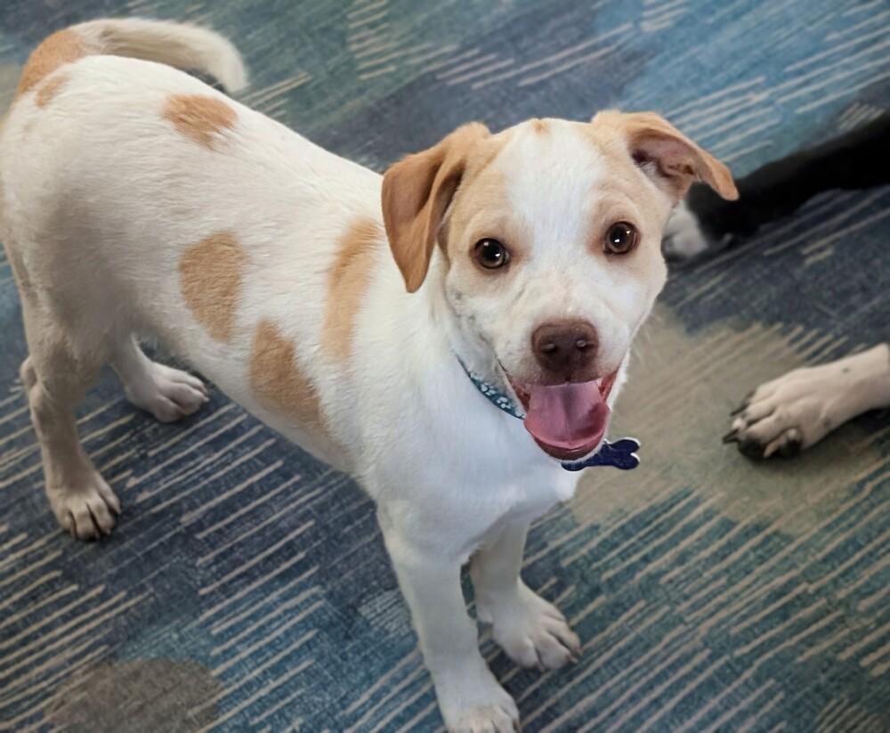 Radagast, a Adoptable mixed breed in Waunakee, WI image 4/4