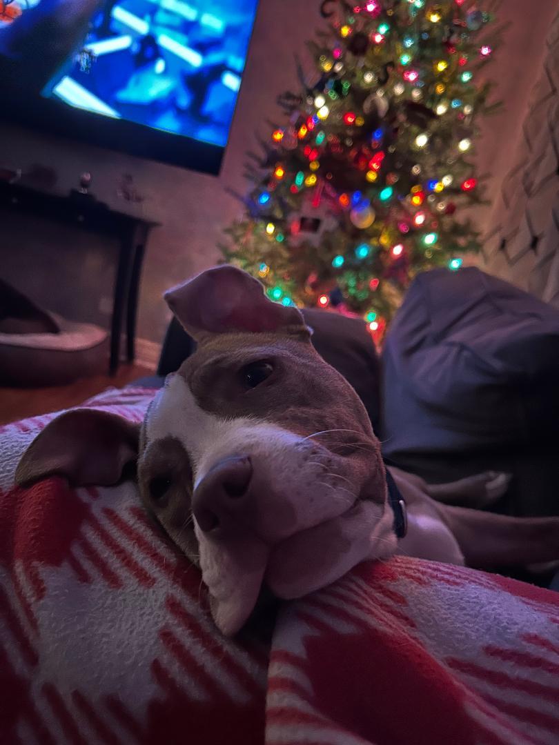 Candy Cane, ADOPTABLE, Young Male American Staffordshire Terrier & Pit Bull Terrier.