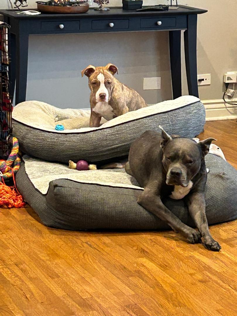 Enlarge Candy Cane, a ADOPTABLE mixed breed in Warrenville, IL image 6/6