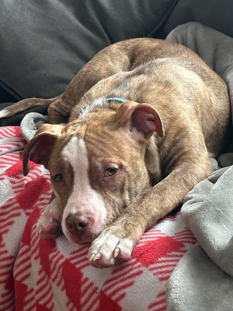 Enlarge Candy Cane, a ADOPTABLE mixed breed in Warrenville, IL image 2/6