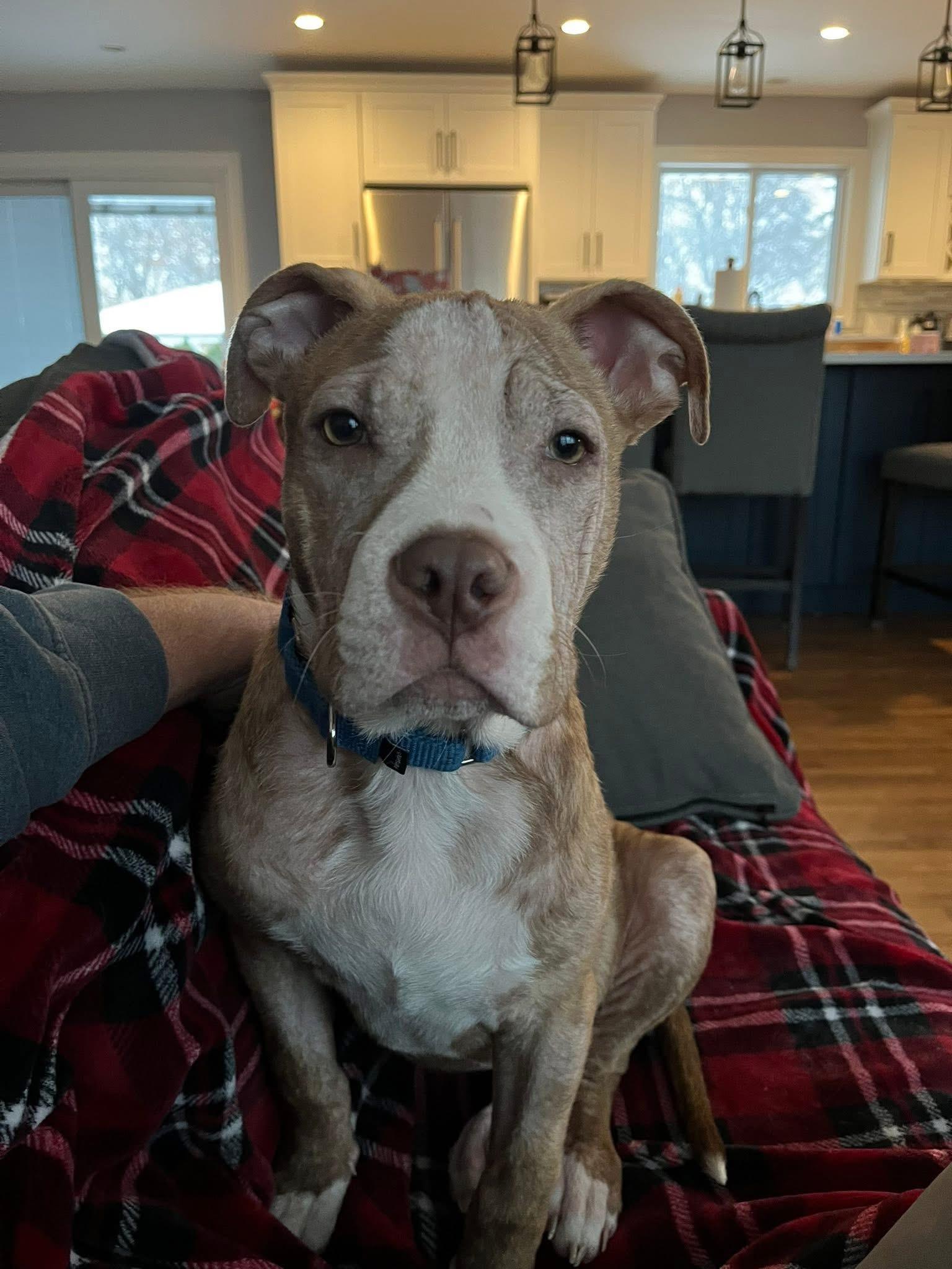 Enlarge Candy Cane, a ADOPTABLE mixed breed in Warrenville, IL image 4/6