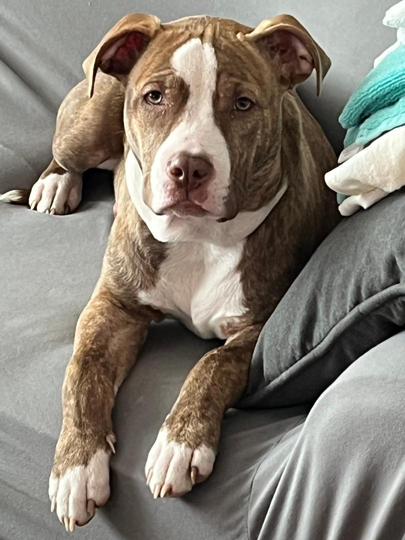 Enlarge Candy Cane, a ADOPTABLE mixed breed in Warrenville, IL image 5/6