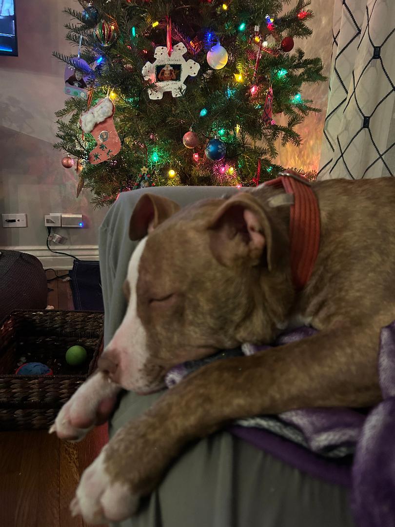 Enlarge Candy Cane, a ADOPTABLE mixed breed in Warrenville, IL image 3/6