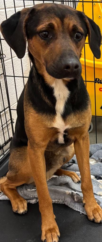 CHESTER, Adoptable, Young Male Hound.