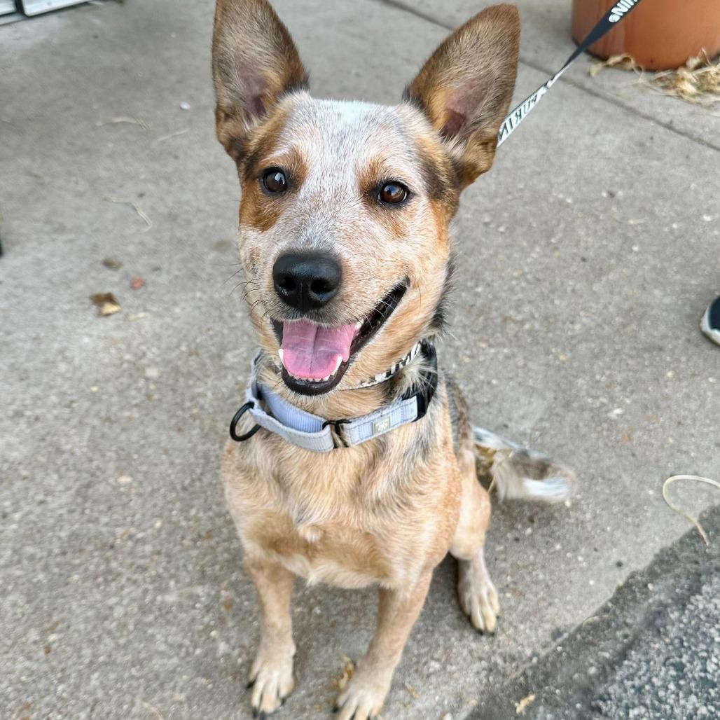 Amarillo K11, Adoptable, Adult Male Cattle Dog.