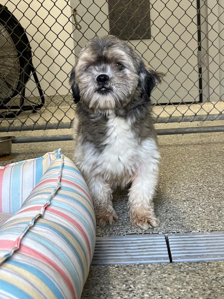 Enlarge Waddles, a Adoptable Shih Tzu in Auburn, IN image 1/2