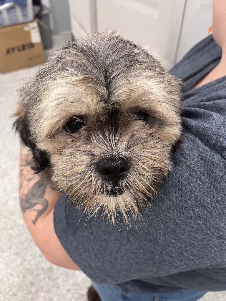 Enlarge Waddles, a Adoptable Shih Tzu in Auburn, IN image 2/2