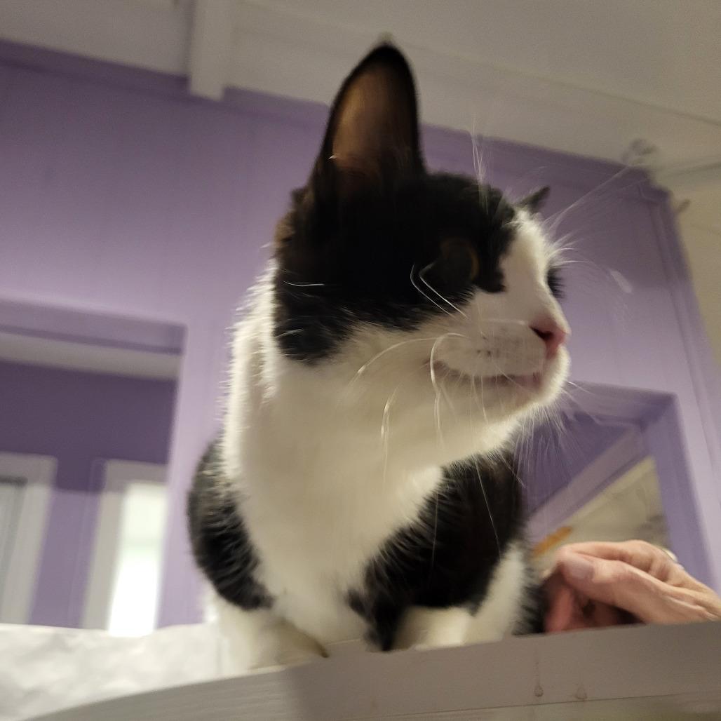 Enlarge The Chad 55658, a Adoptable Domestic Short Hair in Eaton Rapids, MI image 1/1