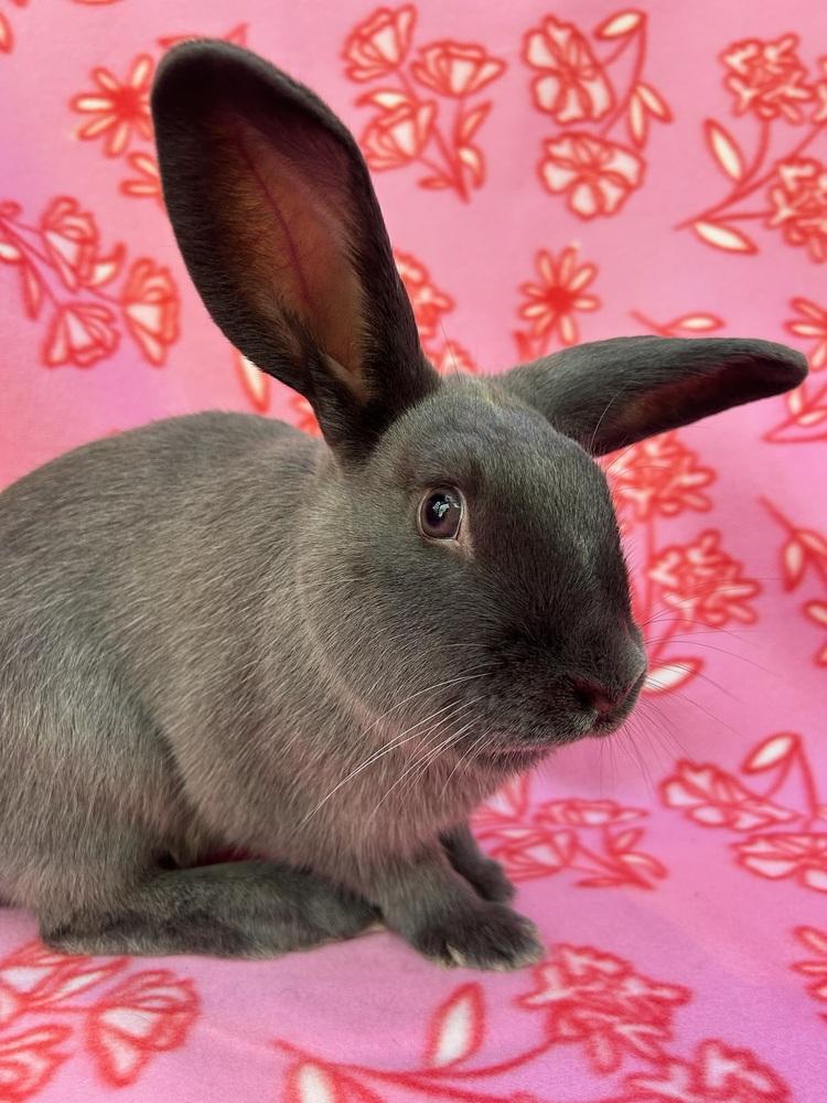 Olivia (Bonded to Selena), Adoptable, Adult Female Rex & Lop Eared.