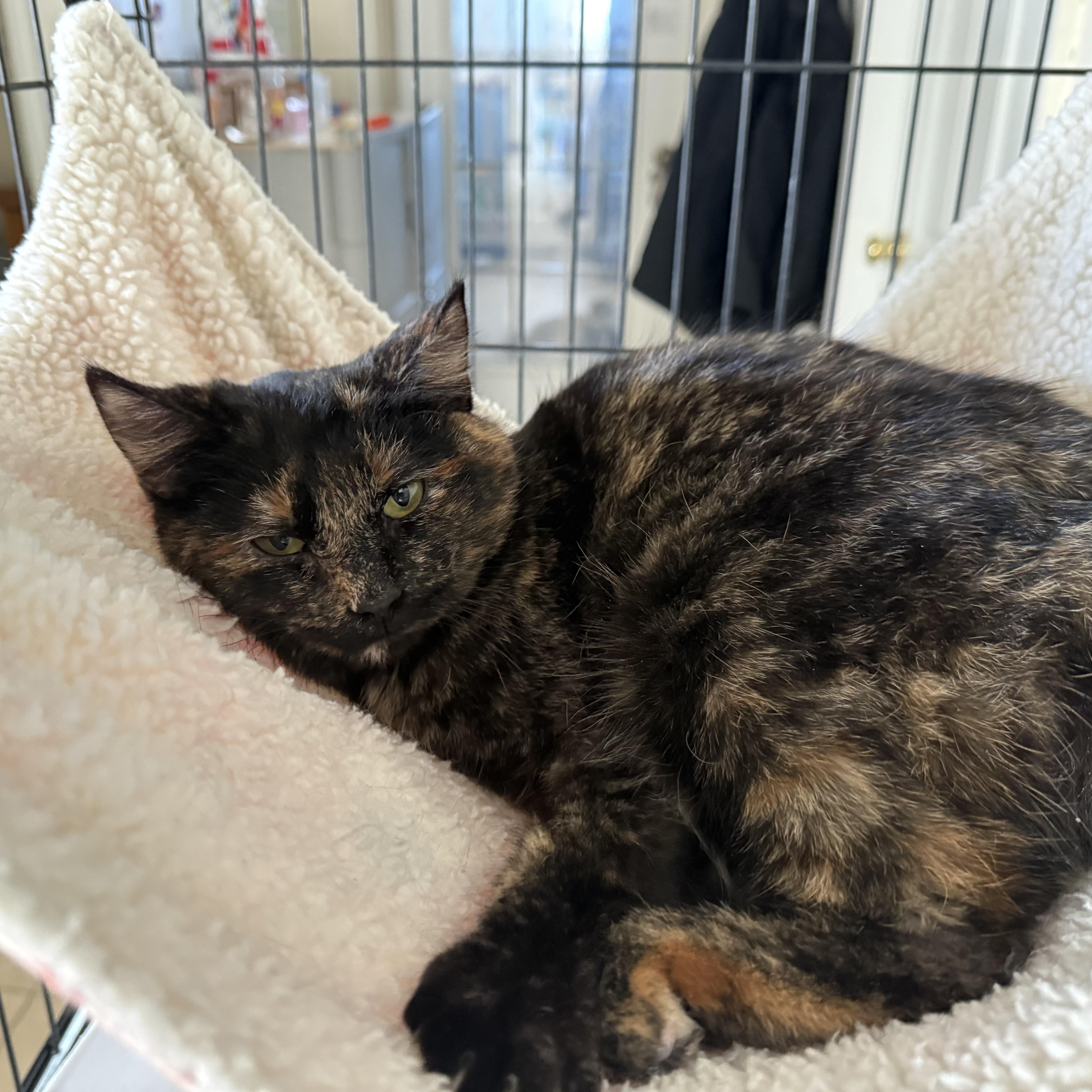 Enlarge GUMDROP, an adopted Domestic Short Hair in La Crescent, MN image 1/5