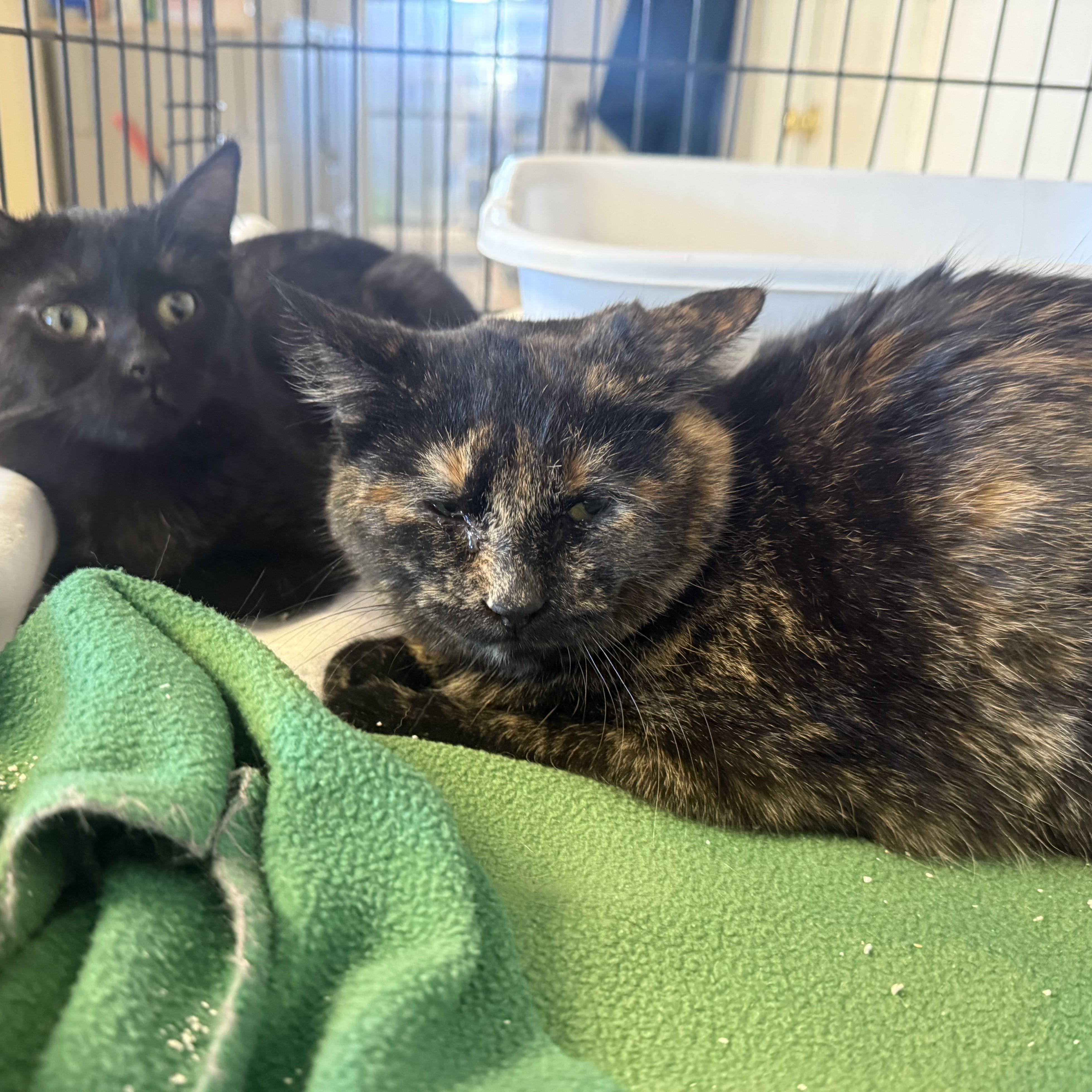 Enlarge GUMDROP, an adopted Domestic Short Hair in La Crescent, MN image 4/5