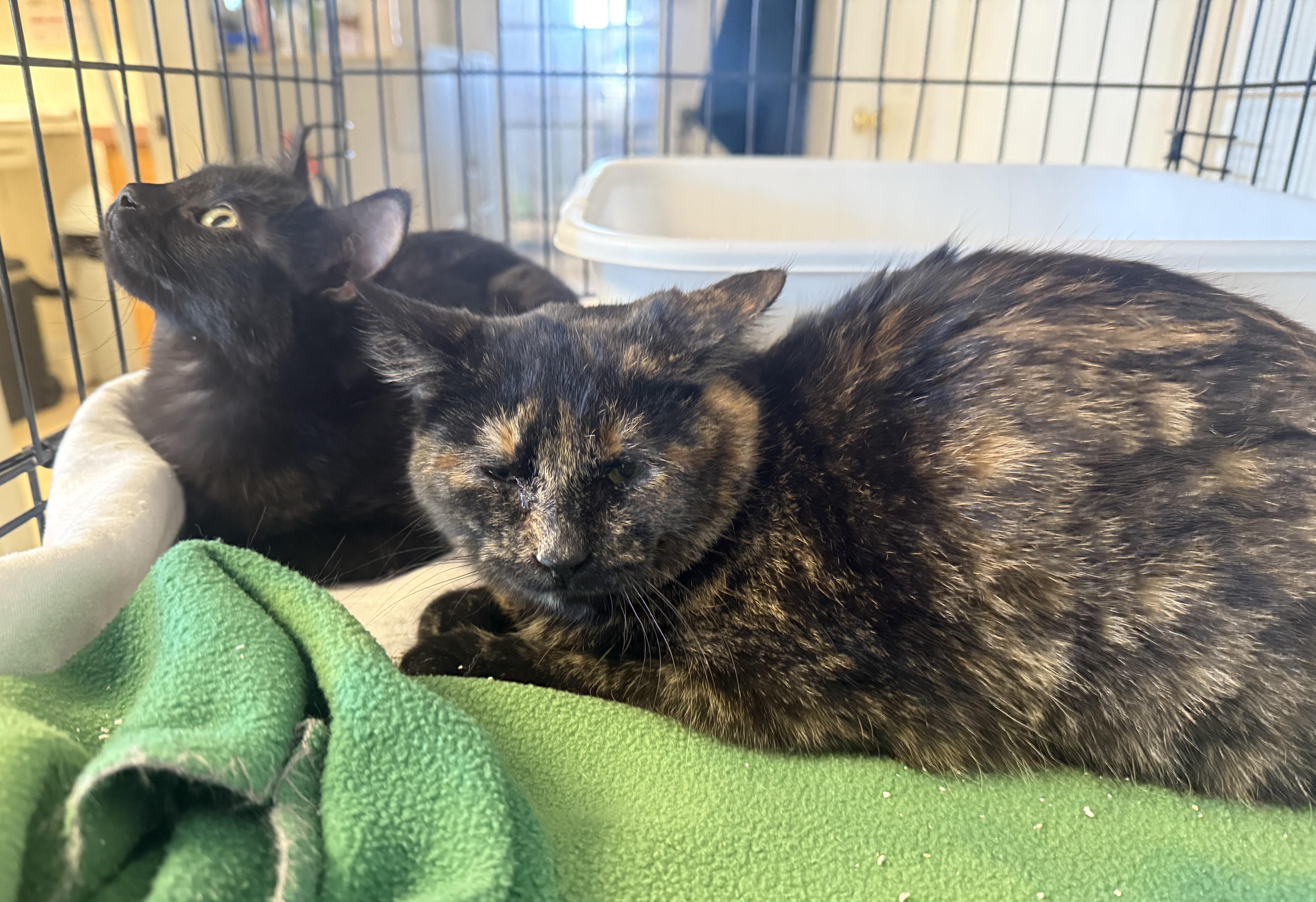 Enlarge GUMDROP, an adopted Domestic Short Hair in La Crescent, MN image 5/5