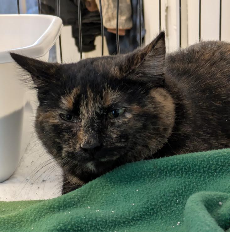 Enlarge GUMDROP, an adopted Domestic Short Hair in La Crescent, MN image 2/5