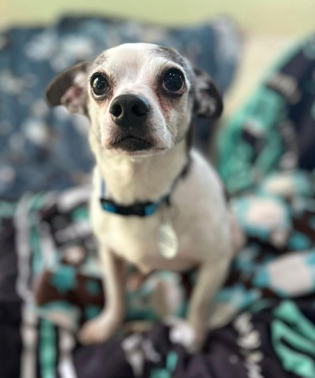 Max, Adoptable, Adult Male Chihuahua & Pug.