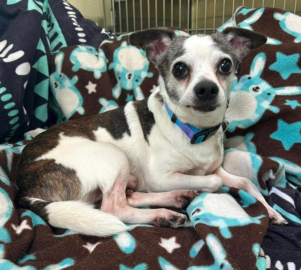 Enlarge Max, a Adoptable mixed breed in Osteen, FL image 2/3