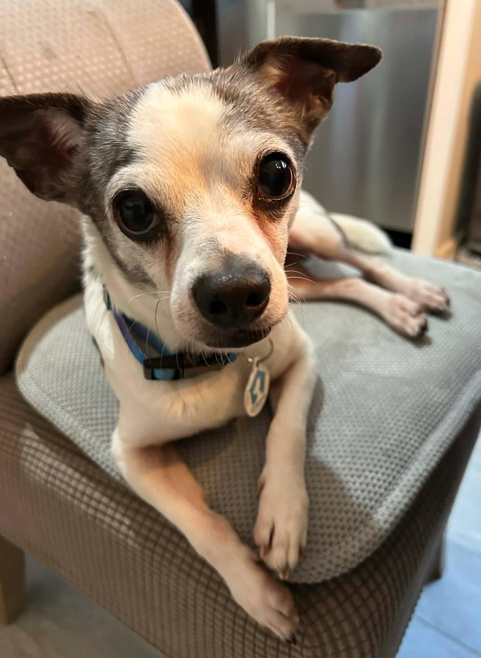 Enlarge Max, a Adoptable mixed breed in Osteen, FL image 2/3