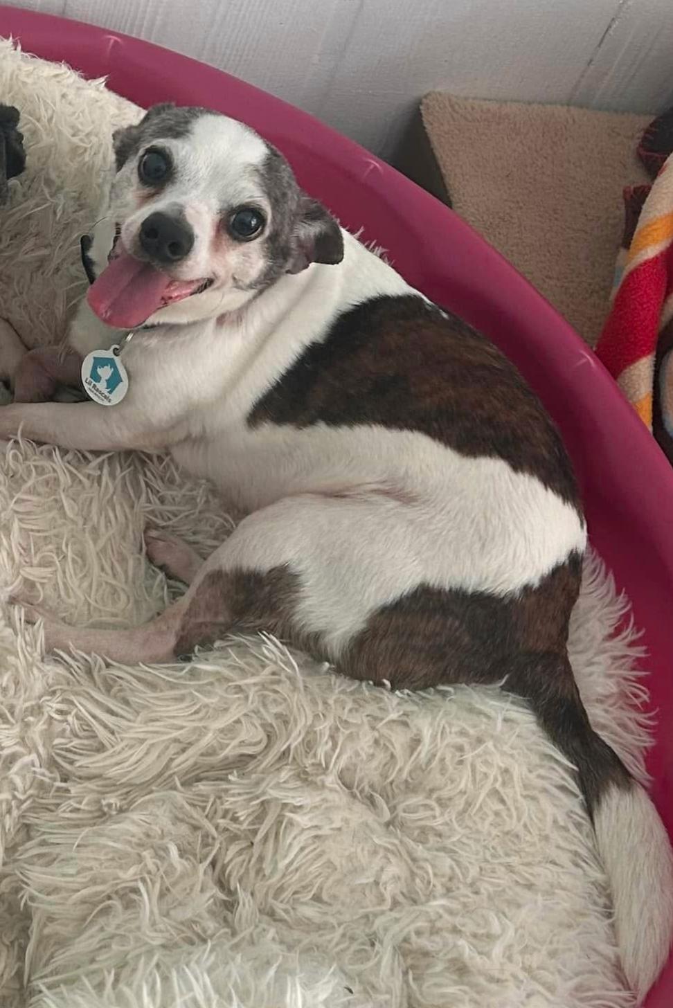 Enlarge Max, a Adoptable mixed breed in Osteen, FL image 3/3