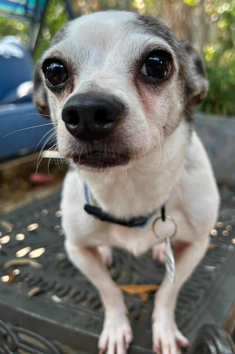 Enlarge Max, a Adoptable mixed breed in Osteen, FL image 3/3
