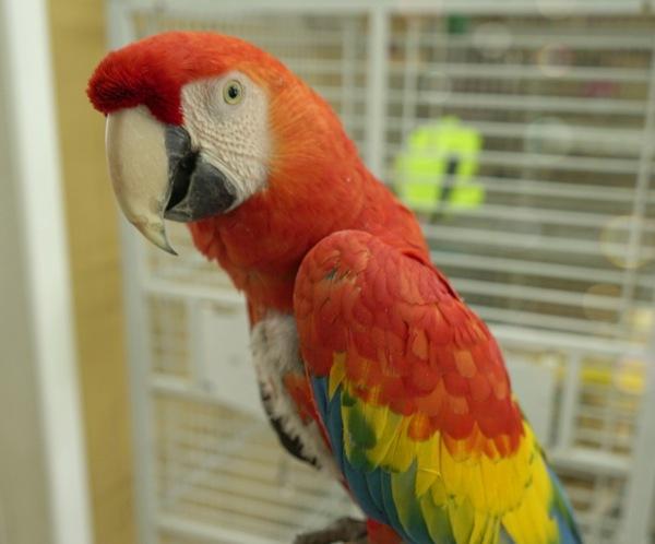Enlarge Havana, a Adoptable Macaw in Elizabeth, CO image 1/6