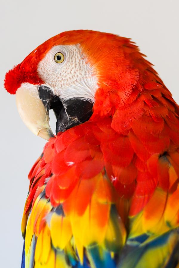 Enlarge Havana, a Adoptable Macaw in Elizabeth, CO image 2/6