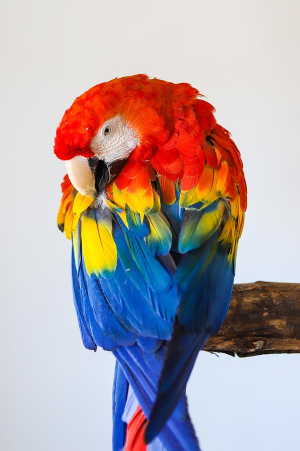 Enlarge Havana, a Adoptable Macaw in Elizabeth, CO image 3/6