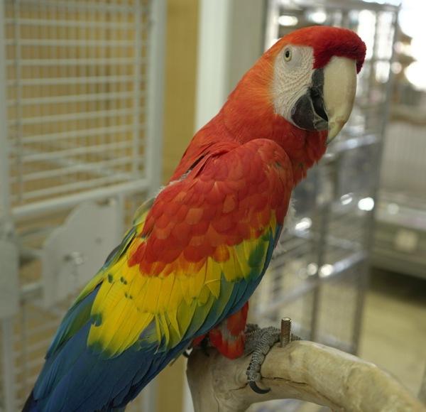 Enlarge Havana, a Adoptable Macaw in Elizabeth, CO image 4/6