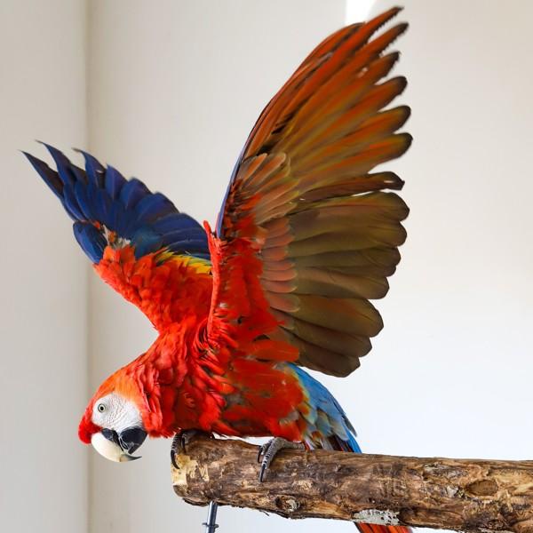 Enlarge Havana, a Adoptable Macaw in Elizabeth, CO image 5/6