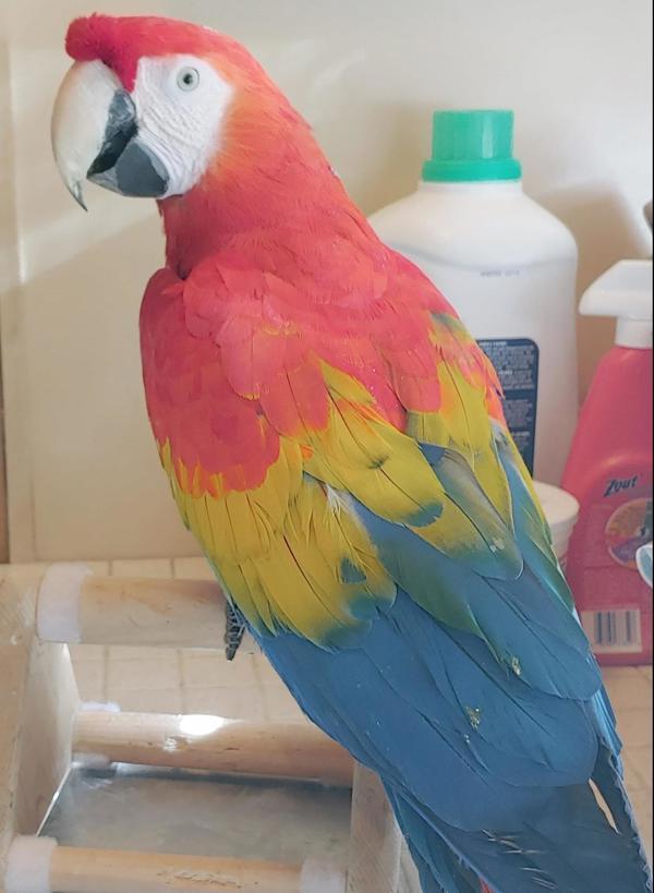 Enlarge Havana, a Adoptable Macaw in Elizabeth, CO image 6/6