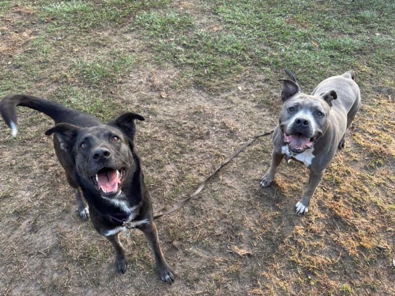 Tootsie Roll Your Happy Hippo — thumbnail 5