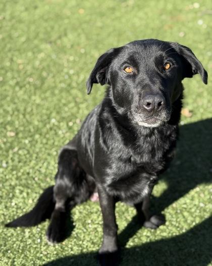 Enlarge Brice, a ADOPTABLE mixed breed in Red Bluff, CA image 2/3