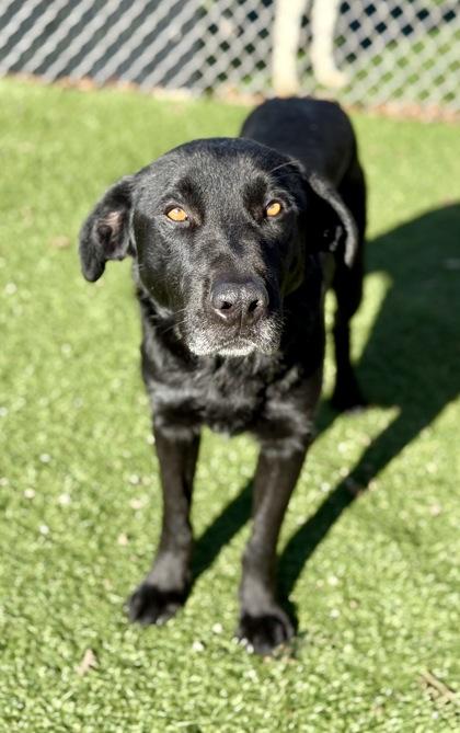 Brice, ADOPTABLE, Adult Male Labrador Retriever.