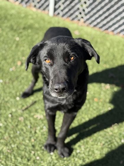 Enlarge Brice, a ADOPTABLE mixed breed in Red Bluff, CA image 3/3