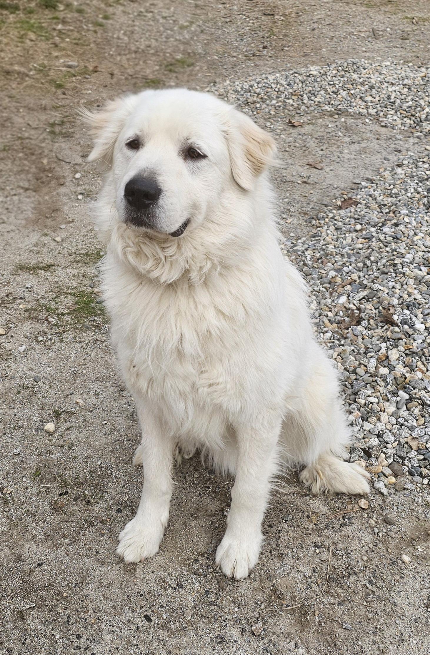 Henry, Adoptable, Adult Male Great Pyrenees.