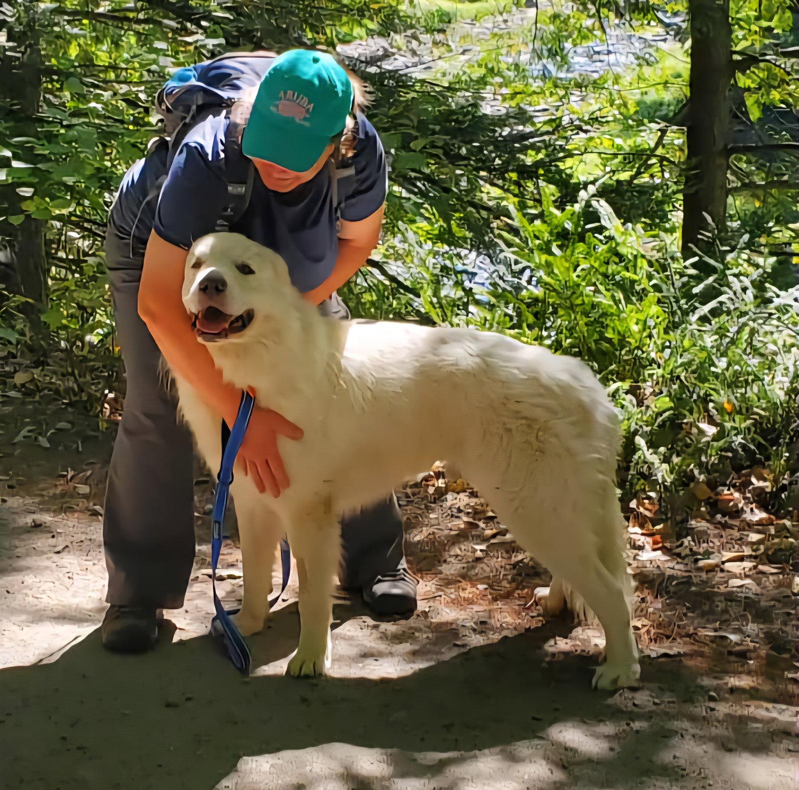 Enlarge Henry, a Adoptable Great Pyrenees in Croydon, NH image 2/3