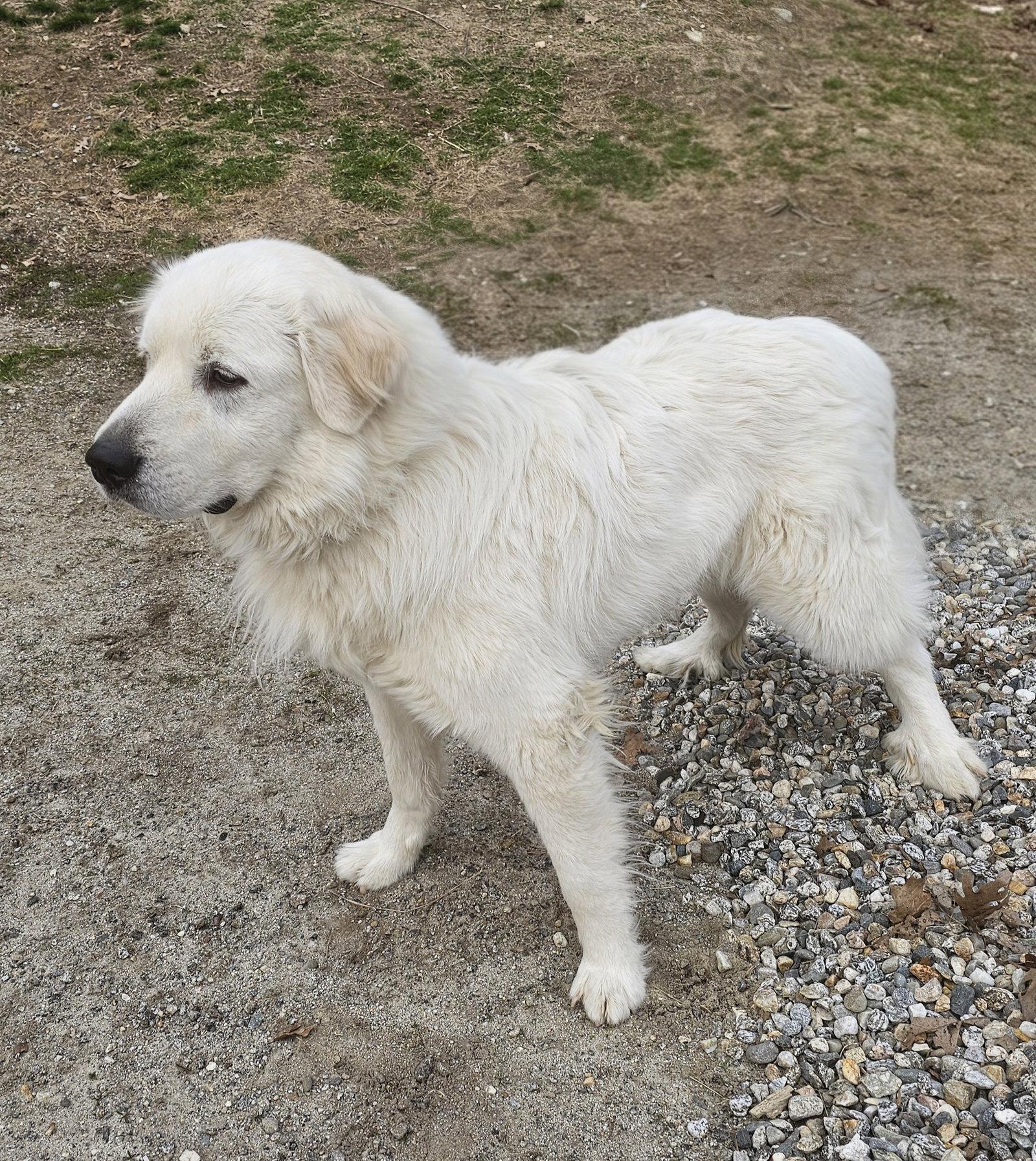 Enlarge Henry, a Adoptable Great Pyrenees in Croydon, NH image 3/3