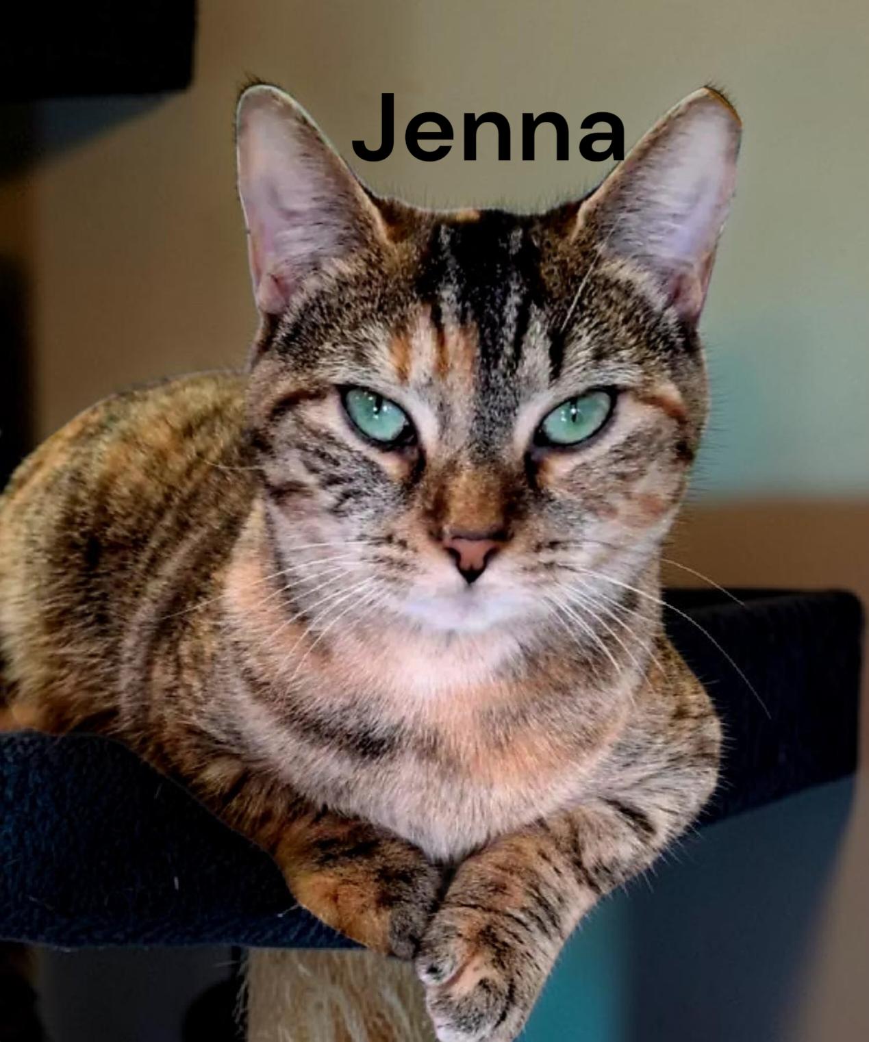 Jenna, Adoptable, Young Female Tabby.