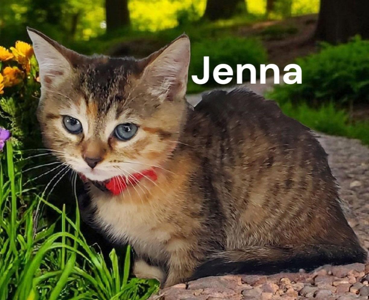 Jenna, a Adoptable Tabby in Chesapeake, VA image 2/2