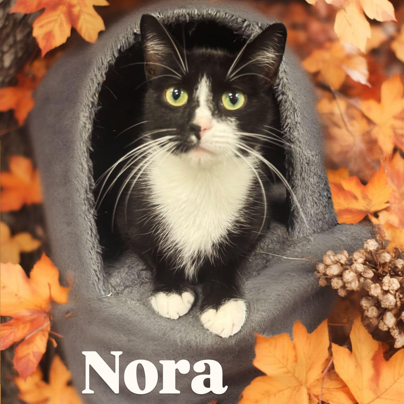 Nora Tag #1528