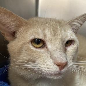 Whoppers, Adoptable, Adult Male Domestic Short Hair.