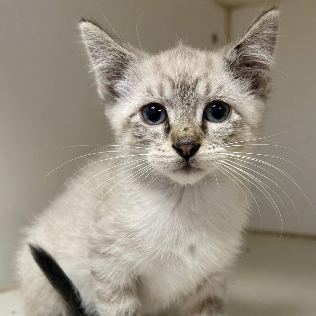 Paper, Adoptable, Kitten Female Domestic Short Hair.